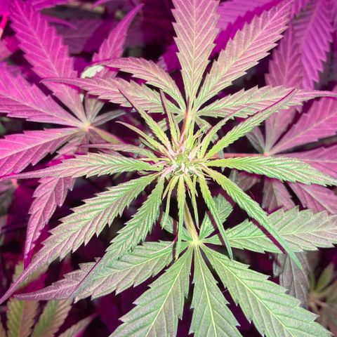 Game On growlog photo: Flowering very nicely, should be ready in about 6ish weeeks!