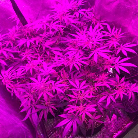 Game On growlog photo: Flowering very nicely, should be ready in about 6ish weeeks!