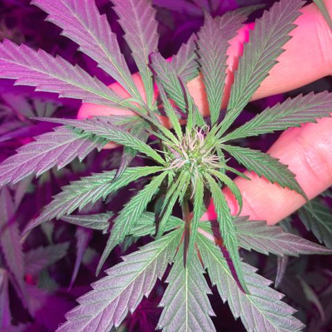Game On growlog photo: Flowering very nicely, should be ready in about 6ish weeeks!