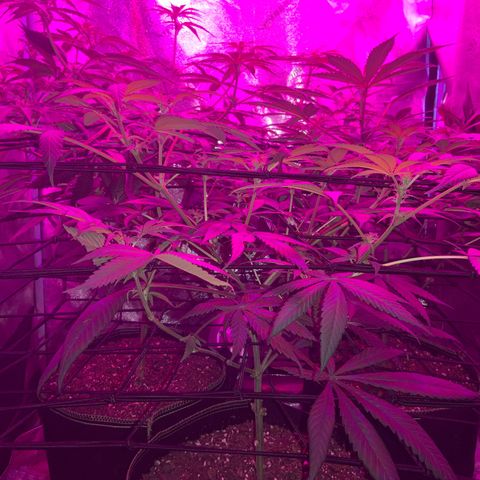Game On growlog photo: Flowering very nicely, should be ready in about 6ish weeeks!