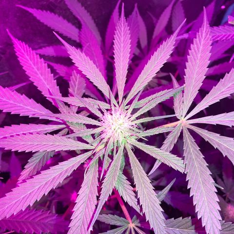 Game On growlog timeline photo