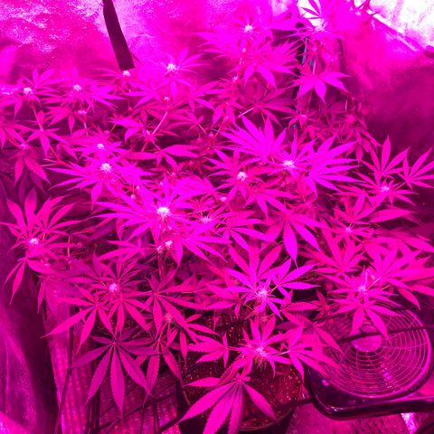 Game On growlog timeline photo
