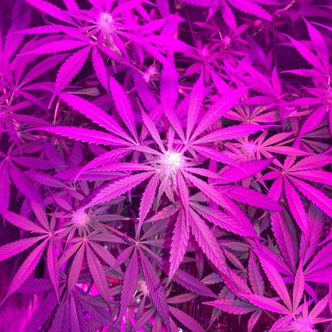 Game On growlog timeline photo