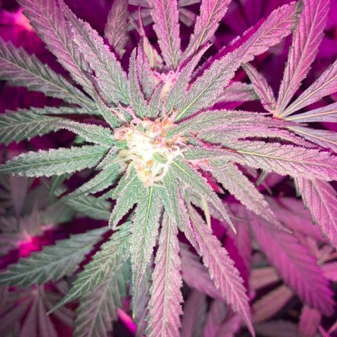 Game On growlog photo: Plants are flowering very well, only a couple of weeks left until harvest. Plants needing less water, and humidity is dropping on the reg.