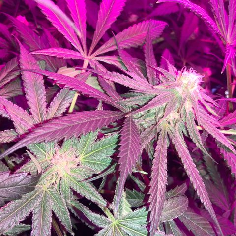 Game On growlog photo: Plants are flowering very well, only a couple of weeks left until harvest. Plants needing less water, and humidity is dropping on the reg.