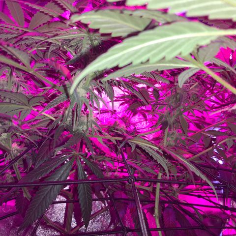 Game On growlog photo: Plants are flowering very well, only a couple of weeks left until harvest. Plants needing less water, and humidity is dropping on the reg.