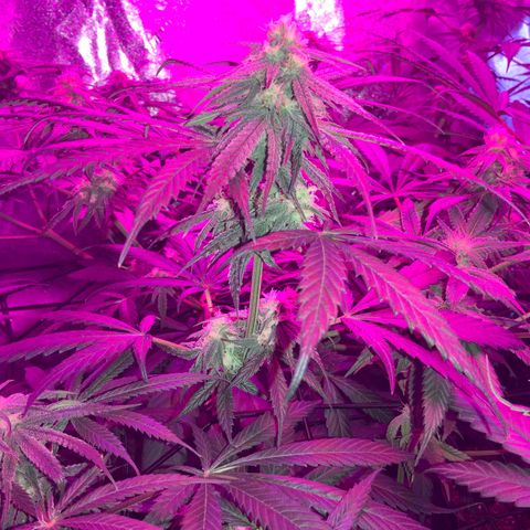 Game On growlog photo: Plants are flowering very well, only a couple of weeks left until harvest. Plants needing less water, and humidity is dropping on the reg.