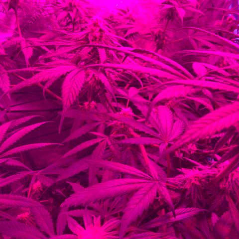 Game On growlog photo: Plants are flowering very well, only a couple of weeks left until harvest. Plants needing less water, and humidity is dropping on the reg.
