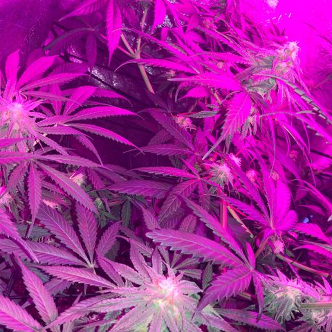 Game On growlog photo: Plants are flowering very well, only a couple of weeks left until harvest. Plants needing less water, and humidity is dropping on the reg.