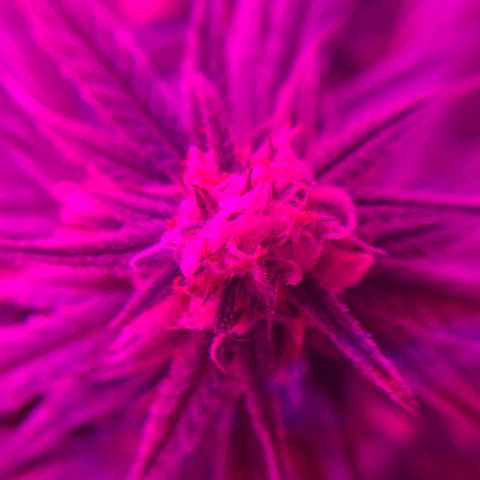 Game On growlog timeline photo