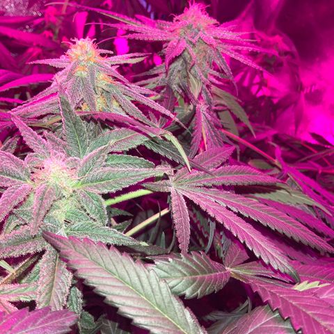 Game On growlog photo: Game on is growing very well, and is only a couple weeks away from harvest! Estimated yield is 2.5 ounces