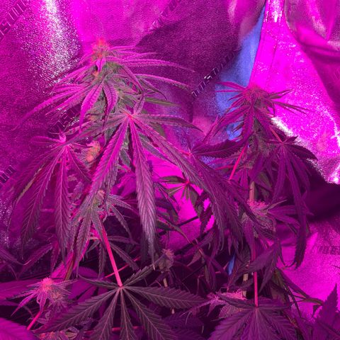 Game On growlog photo: Game on is growing very well, and is only a couple weeks away from harvest! Estimated yield is 2.5 ounces