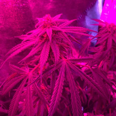 Game On growlog photo: Game on is growing very well, and is only a couple weeks away from harvest! Estimated yield is 2.5 ounces