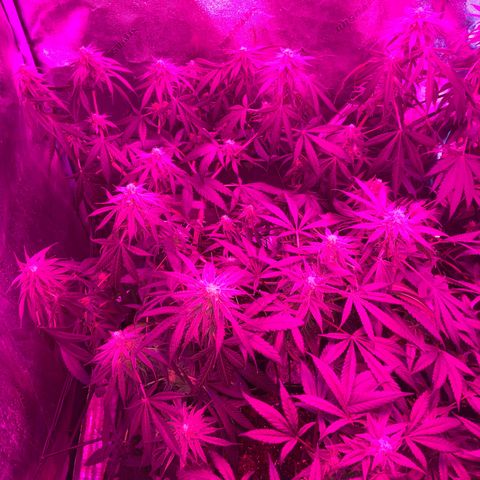 Game On growlog photo: Game on is growing very well, and is only a couple weeks away from harvest! Estimated yield is 2.5 ounces