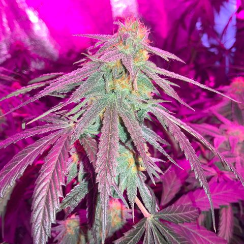 Game On growlog photo: Game on is growing very well, and is only a couple weeks away from harvest! Estimated yield is 2.5 ounces
