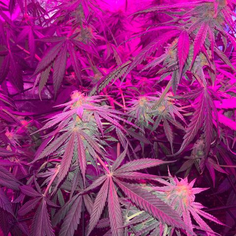 Game On growlog photo: Game on is growing very well, and is only a couple weeks away from harvest! Estimated yield is 2.5 ounces
