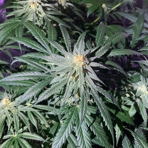 Game On growlog photo: These Game On plants are looking to be harvested soon. The buds are growing red hairs, and the thc crystals are getting milkier. Gotta love nature!