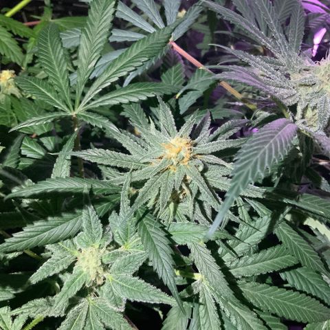 Game On growlog photo: These Game On plants are looking to be harvested soon. The buds are growing red hairs, and the thc crystals are getting milkier. Gotta love nature!