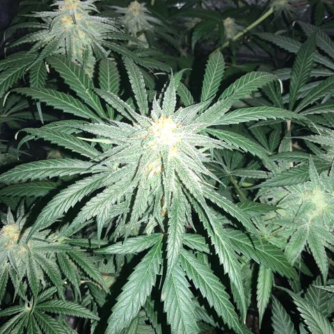 Game On growlog photo: These Game On plants are looking to be harvested soon. The buds are growing red hairs, and the thc crystals are getting milkier. Gotta love nature!