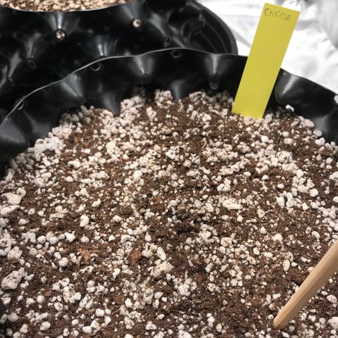 Cheese growlog photo: Saiu da terra