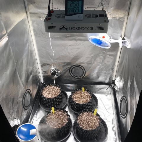 Amnesia Haze growlog timeline photo