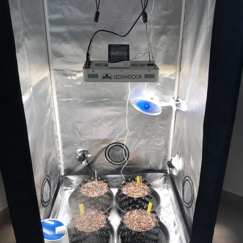 Amnesia Haze growlog photo: Tudo em ordem