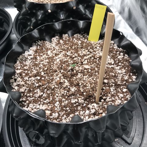 Cheese growlog timeline photo