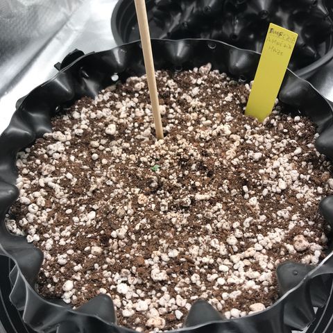 Amnesia Haze growlog timeline photo