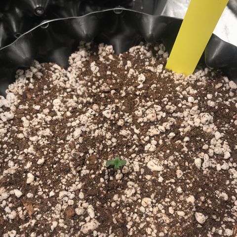Cheese growlog photo: Antes com led em 80cm
