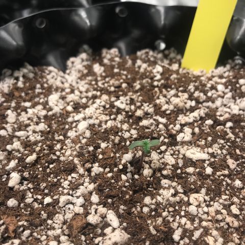 Cheese growlog photo: Antes com led em 80cm