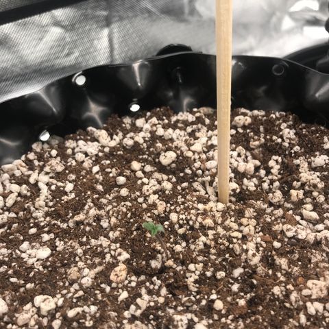 Amnesia Haze growlog photo: Antes com led a 80cm