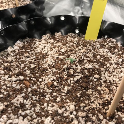 Cheese growlog timeline photo
