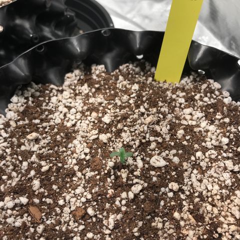 Cheese growlog timeline photo