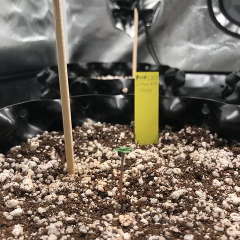 Amnesia Haze growlog timeline photo