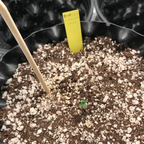 Amnesia Haze growlog timeline photo