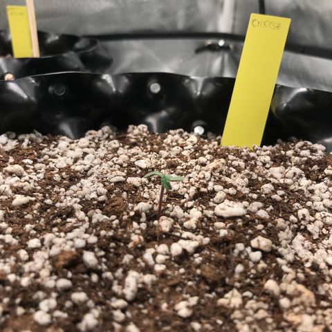 Cheese growlog timeline photo
