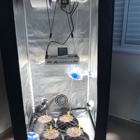 Amnesia Haze growlog timeline photo