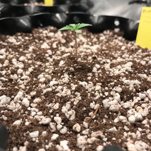 Amnesia Haze growlog timeline photo