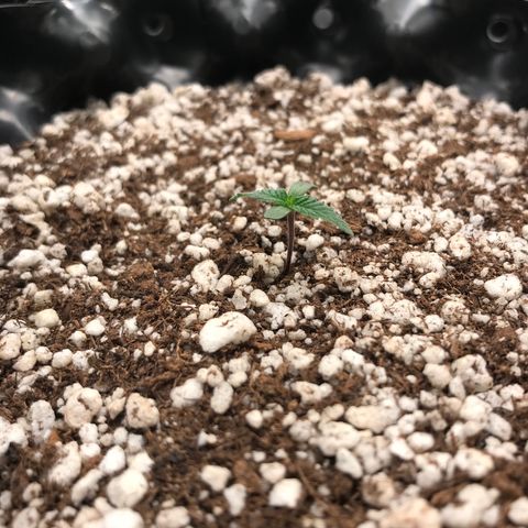 Cheese growlog timeline photo
