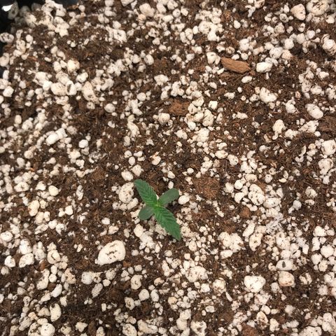 Cheese growlog timeline photo