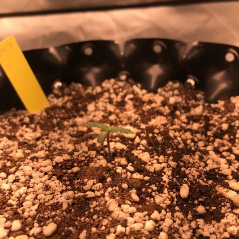 Cheese growlog timeline photo