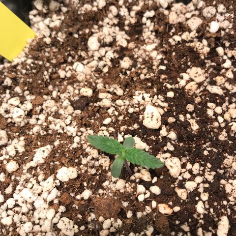 Cheese growlog timeline photo