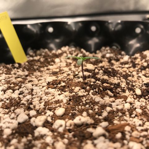 Cheese growlog timeline photo