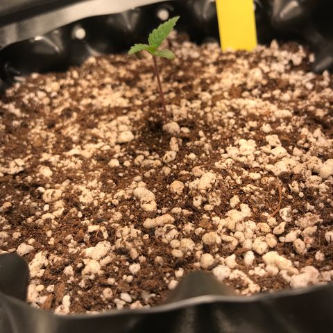 Amnesia Haze growlog timeline photo