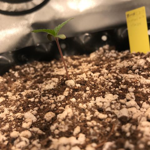 Amnesia Haze growlog timeline photo
