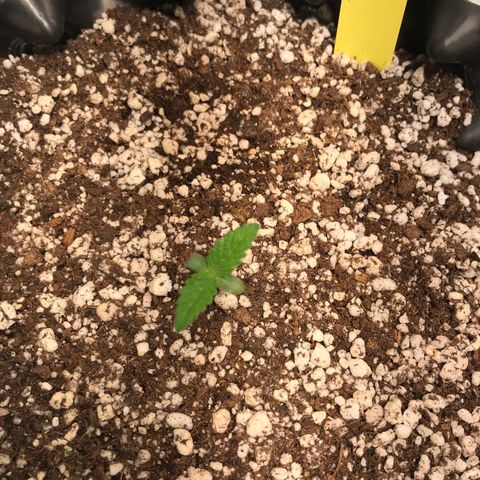 Amnesia Haze growlog timeline photo