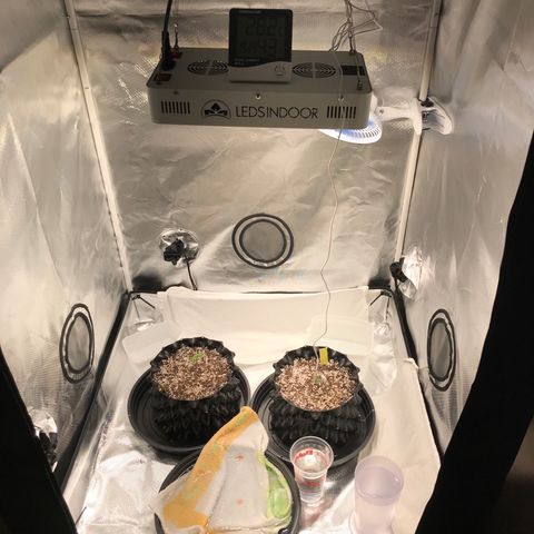 Amnesia Haze growlog photo: Sem umidificador