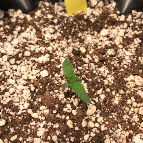 Cheese growlog timeline photo