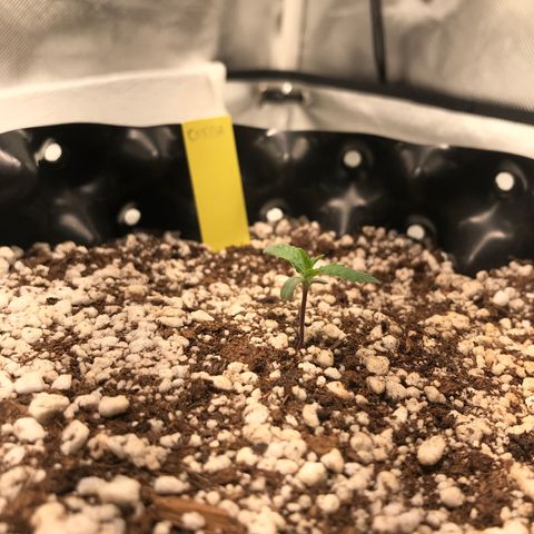 Cheese growlog timeline photo
