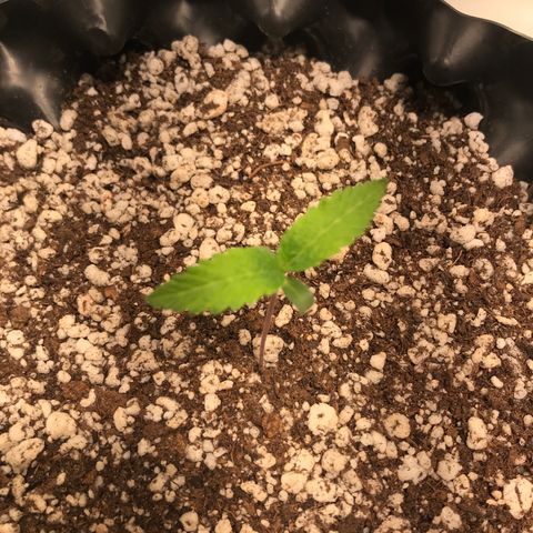 Amnesia Haze growlog timeline photo
